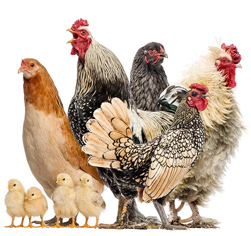chicken-farm EU Halal Poland