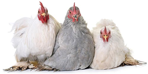 chicken-farms EU Halal Poland